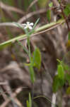 Pasture heliotrope